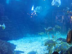 -烟台海昌鲸鲨海洋公园