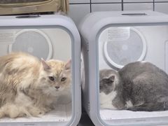 -BABIT巴比特宠物(MOMOPARK店)