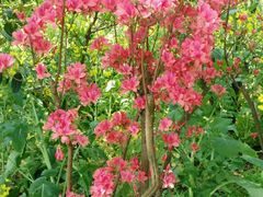 -南汇桃花村