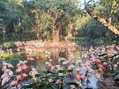 -广州长隆野生动物世界