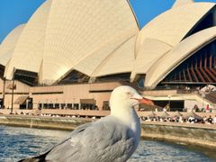 -悉尼歌剧院