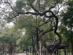 -荔湾湖公园