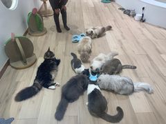 -肥汁米蘭香港米线(长宁来福士店)