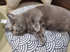 -逗柴咖啡屋·狗咖猫咖宠物桌游