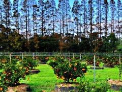 -前小桔亲子创意农场·草莓采摘·露营烧烤