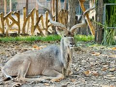 -清迈夜间动物园