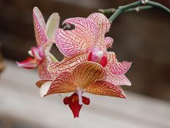-北京植物园-展览温室