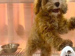 -翊宠yipet猫狗购宠庄园犬舍•猫舍