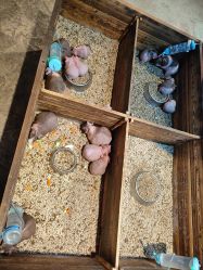 -酷嗒动物文化乐园(cutezoo西溪乐天城店)