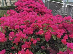 -宝安区体育中心体育馆