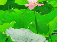-莲花池公园