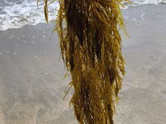 -红月湾海鲜饭店•沙滩海景(双月湾店)