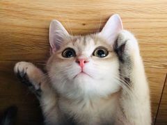 -东方名猫馆·英短金渐层布偶猫舍(环线广场1号楼店)