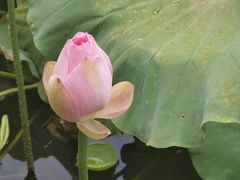 -龙头寺公园