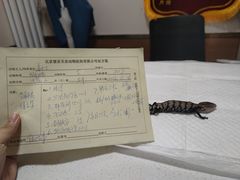 -瑞派·关忠动物医院·异宠专科·犬猫肿瘤·皮肤专科(望京店)