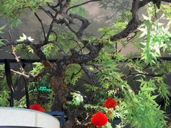-绿茶餐厅(龙湖杭州金沙天街店)