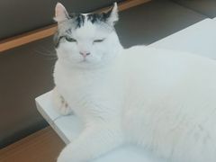 -喵园·猫主题咖啡厅·撸猫·猫咖(国贸店)