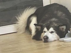 -李小姐の猫咖啡馆(五角场店)