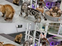 -极木²邸 人与宠物·互动社区