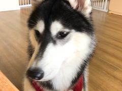 -Husky Go! 哈士奇体验馆·宠物咖啡厅狗咖