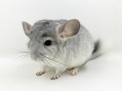 -龙猫仔乐园(惠福东路店)