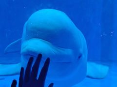 -海合安青岛极地海洋公园