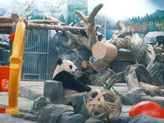 -武汉动物园