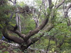 iphone_upload_pic-王顺山国家森林公园
