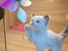 -猫十亿·布偶金渐层·曼基康矮脚猫舍(青年路店)