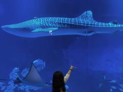 -烟台海昌鲸鲨海洋公园