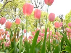 iphone_upload_pic-上海鲜花港