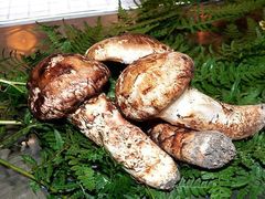 野生松茸汤-庆岭迎宾园正宗活鱼馆