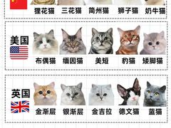 -翊宠yipet猫狗购宠庄园