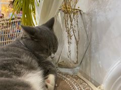 -共舞时光猫咖·狗咖(新街口店)
