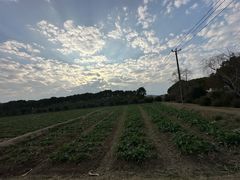 -苏州太湖西山岛开心农场
