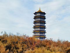 -金塔沙漠胡杨林景区