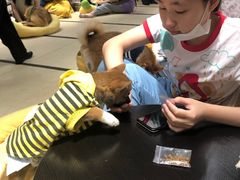 -逗柴咖啡屋·狗咖猫咖宠物桌游