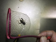 -马陆小张葡萄园农家乐