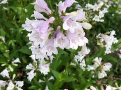 -昆山城市生态森林公园