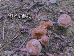 -大连金石滩绿发温泉假日酒店