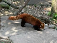 -都江堰中华大熊猫苑