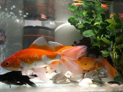 -清平路水族市场