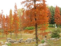 -白鹭湾湿地公园