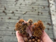 -广州市流溪河国家森林公园