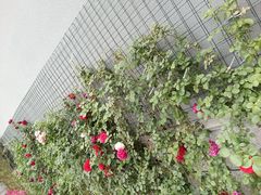 -武汉大学图书馆·文理学部总馆