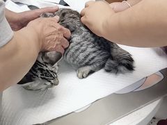 -纳吉亚猫专科动物诊疗中心(蒋宅口分院)