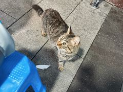 -石灰市毛记烧鸡公(解放碑店)