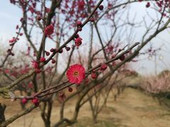 -香雪海