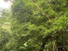 -天鹿湖森林公园