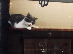 -猫咪博物馆(顶澳仔猫街店)